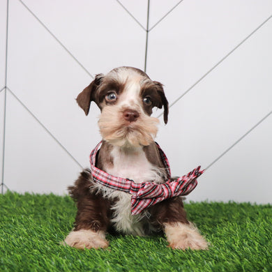 Kip - Available 6/11