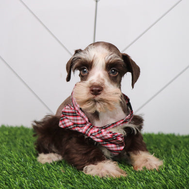 Kip - Available 6/11