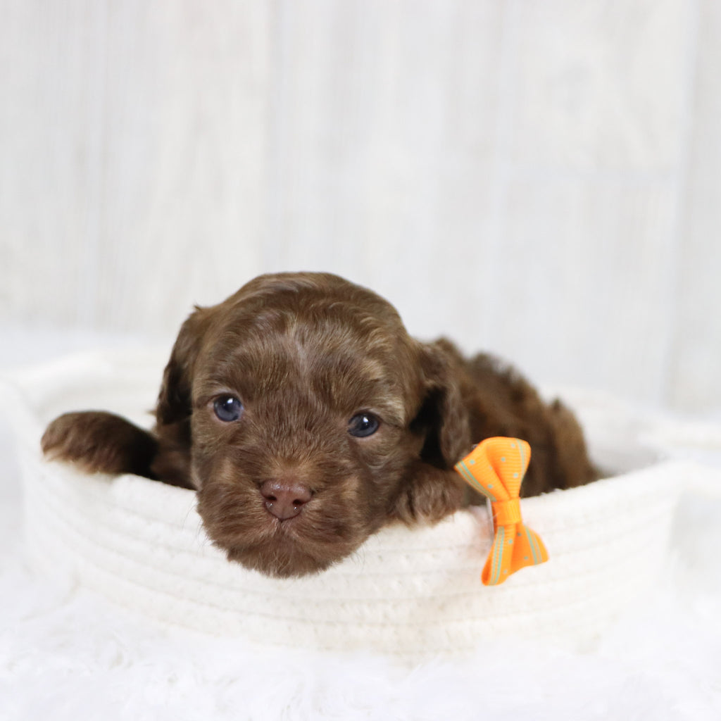 Knox - Available 2/11