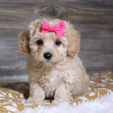 Koala - Available 12/3