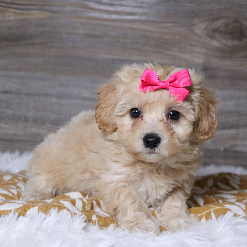 Koala - Available 12/3