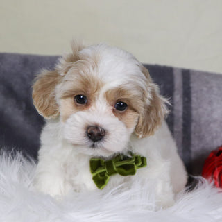 Kobe - Available 12/31