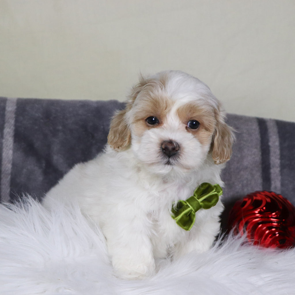 Kobe - Available 12/31