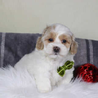 Kobe - Available 12/31