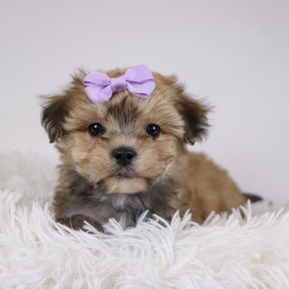 Koleen - Available 11/26