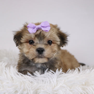 Koleen - Available 11/26