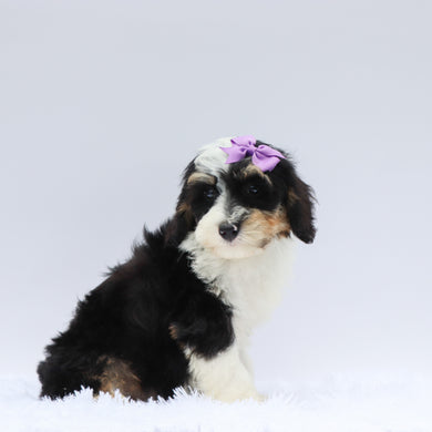 Kona - Available Now