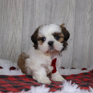 Kyan - Available 12/17