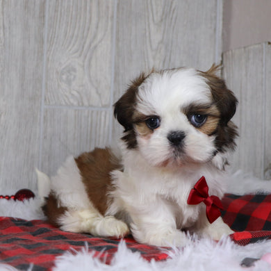 Kyan - Available 12/17