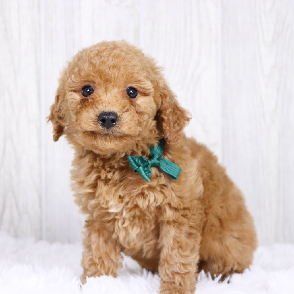 Kyle - Available 1/22