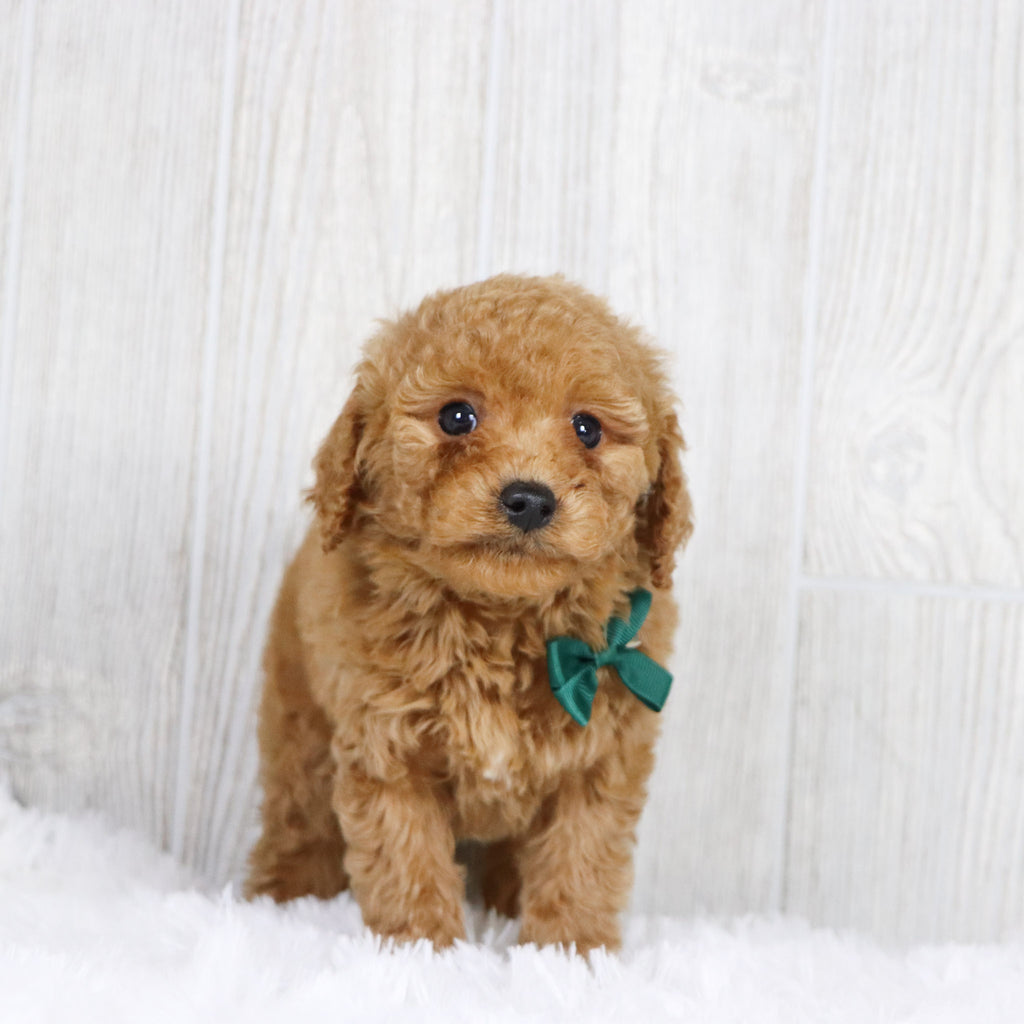 Kyle - Available 1/22