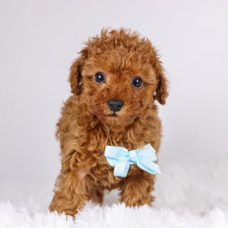 Laina - Available 11/26