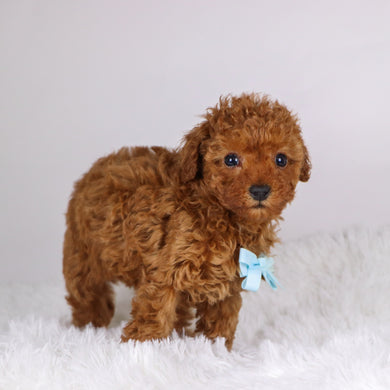 Laina - Available 11/26