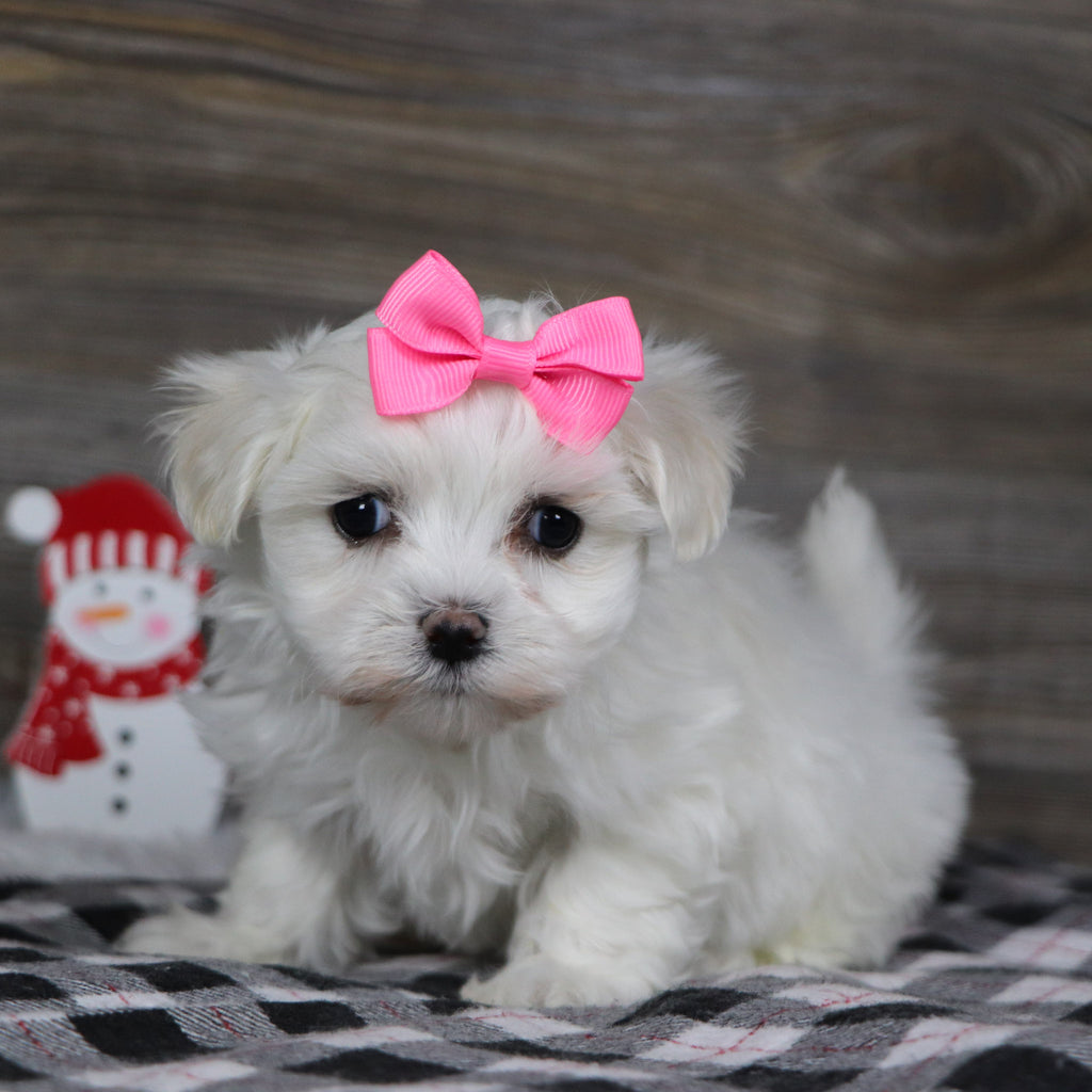 Landra - Available 1/8