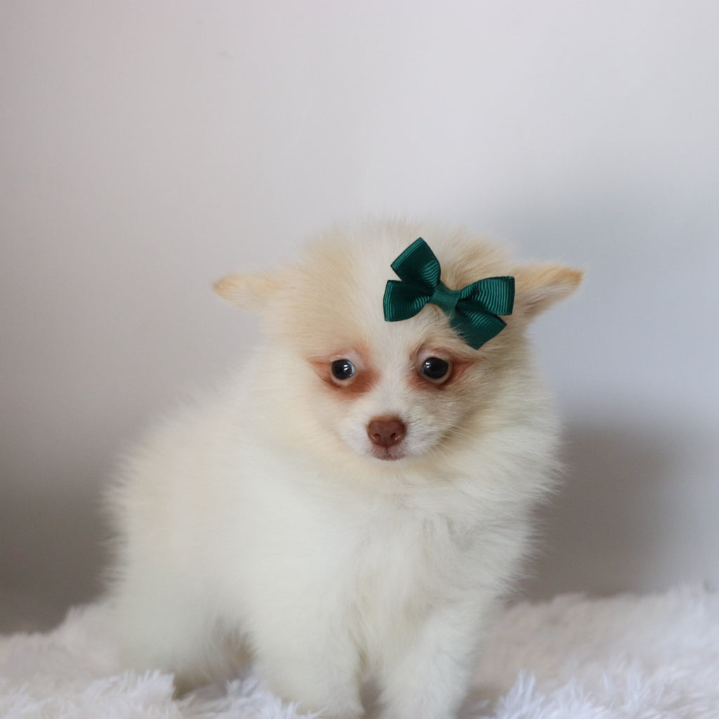 Layla - Available 8/27