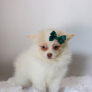 Layla - Available 8/27