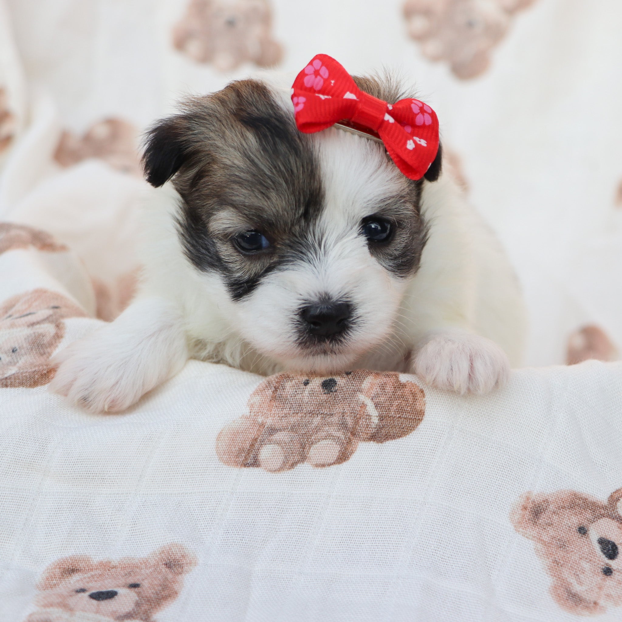 Puppies for sale in Buffalo, NY