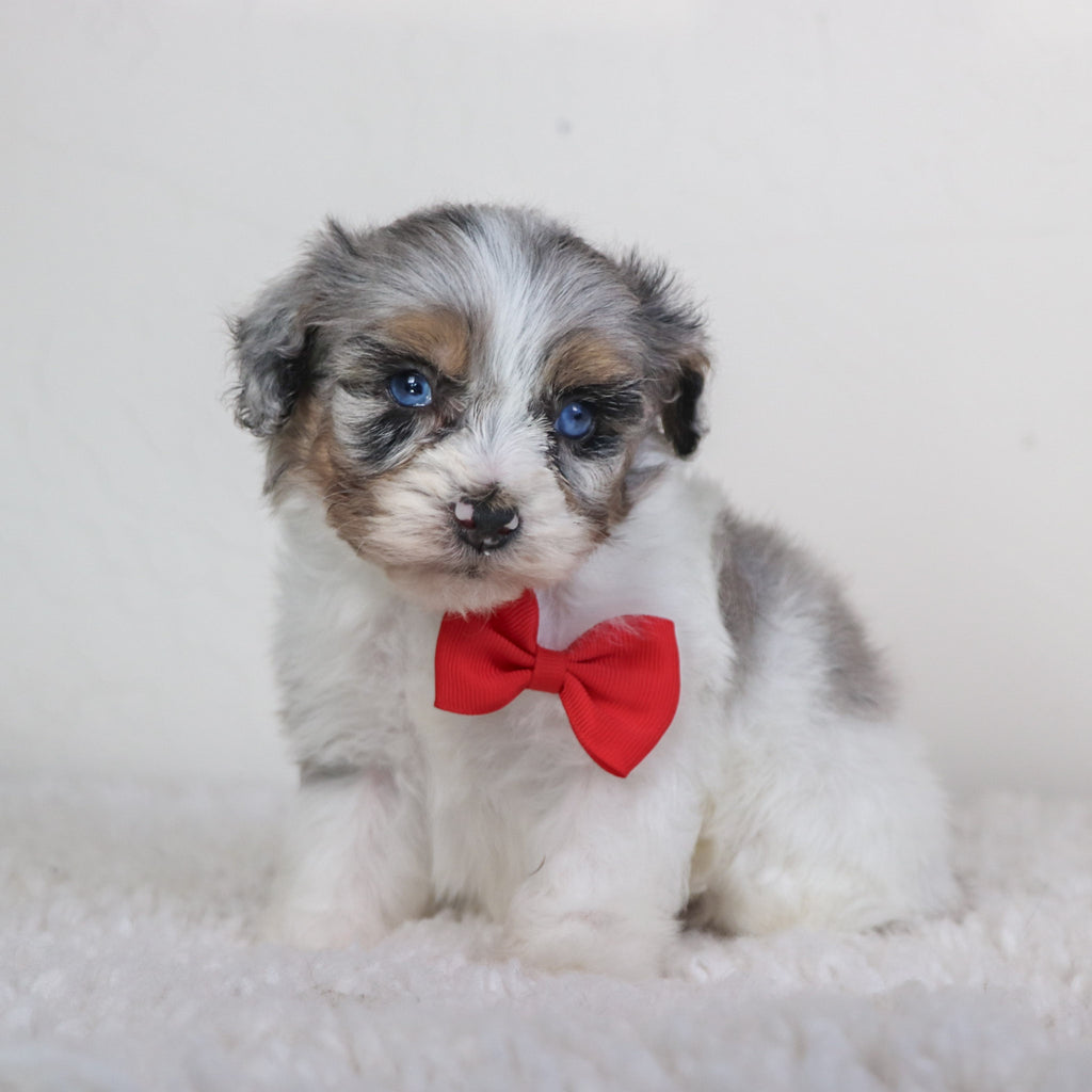 Lenny - Available 5/7