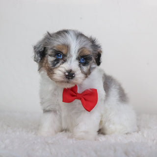 Lenny - Available 5/7