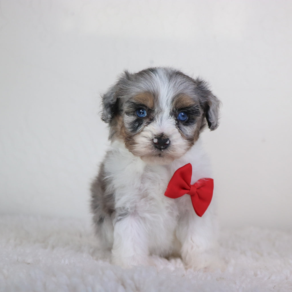 Lenny - Available 5/7