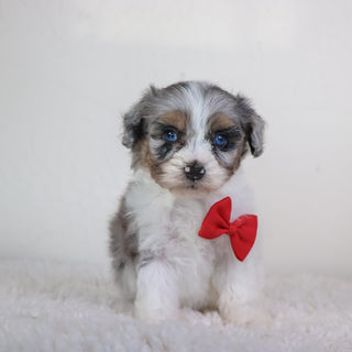 Lenny - Available 5/7
