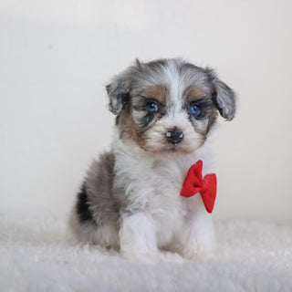 Lenny - Available 5/7