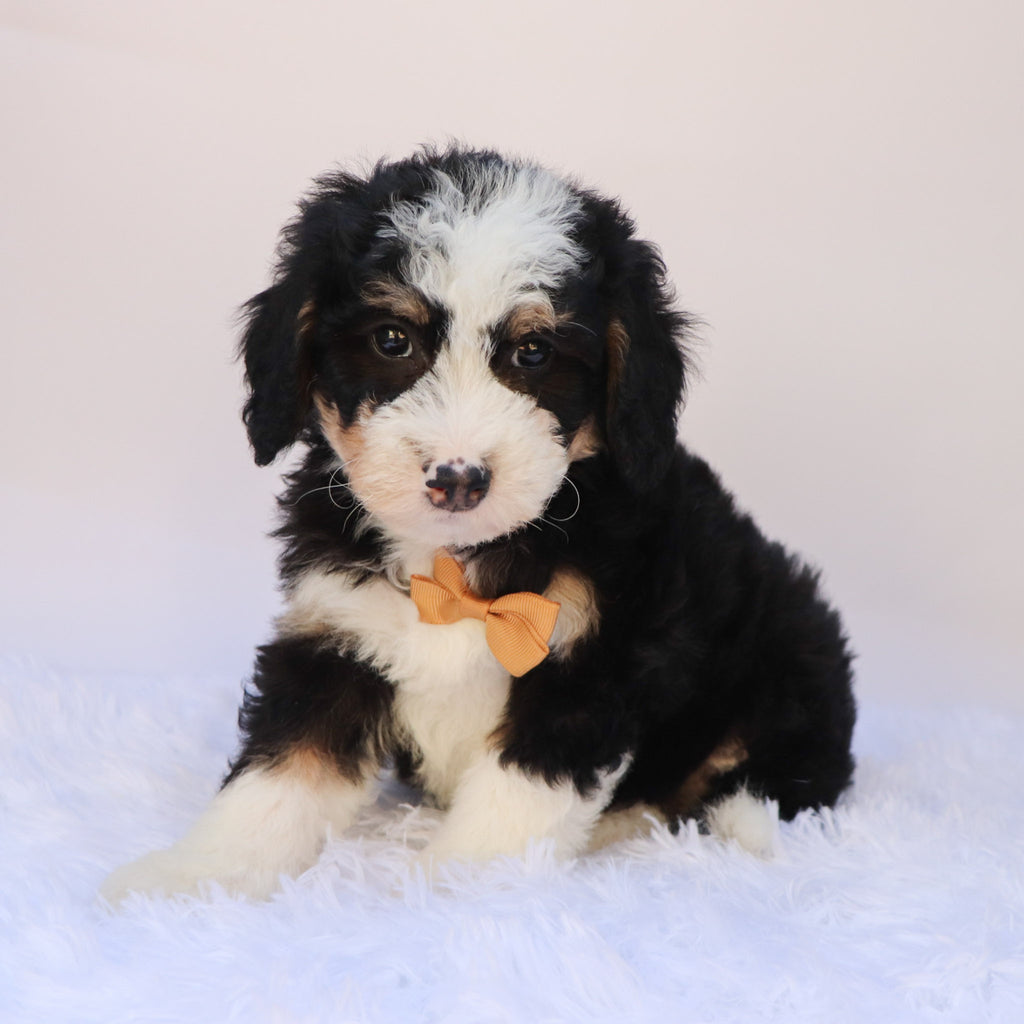 Leonard - Available 9/24