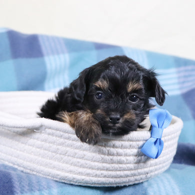 Leonardo - Available 2/11