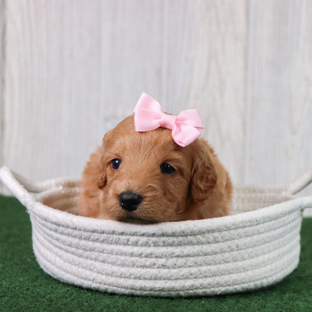 Lexi - Available 6/26