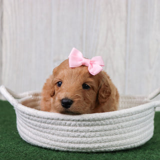 Lexi - Available 6/26