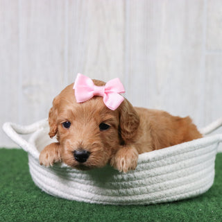 Lexi - Available 6/26