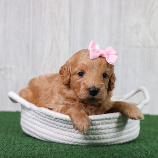 Lexi - Available 6/26