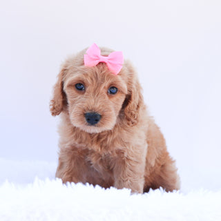 Lexi - Available 6/26