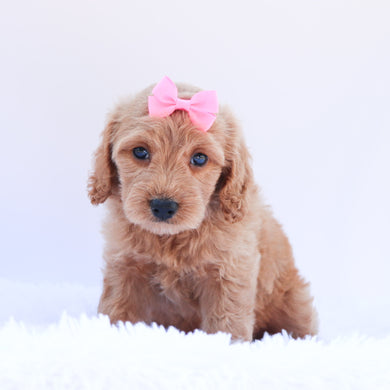 Lexi - Available 6/26