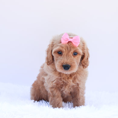Lexi - Available 6/26