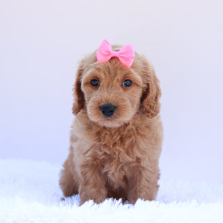 Lexi - Available 6/26