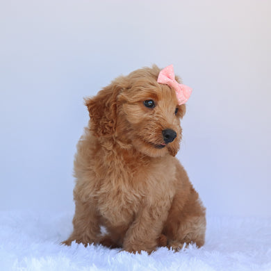 Lexi - Available 7/2