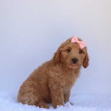 Lexi - Available 7/2