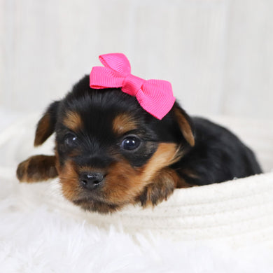 Lexis - Available 2/11