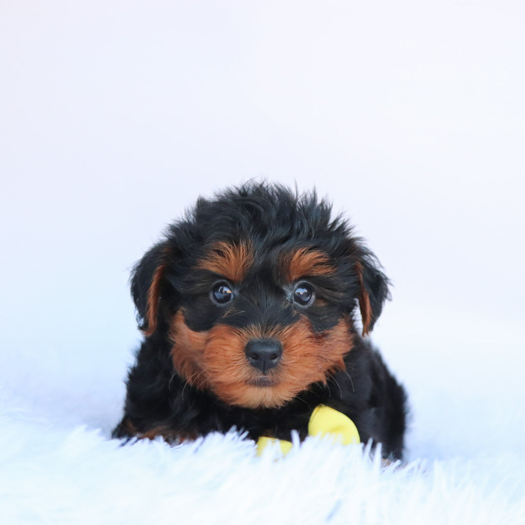 Liam - Available 10/1