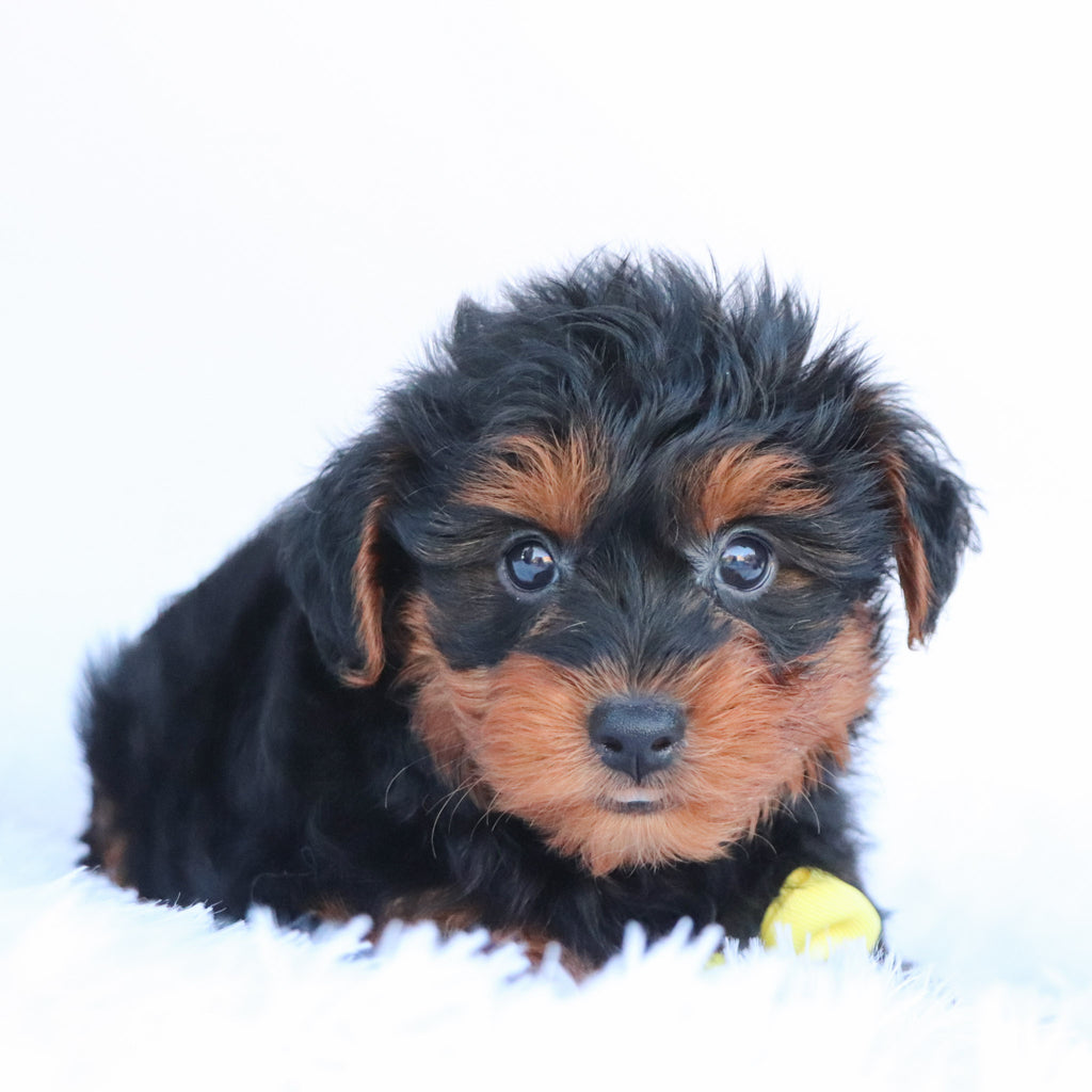 Liam - Available 10/1