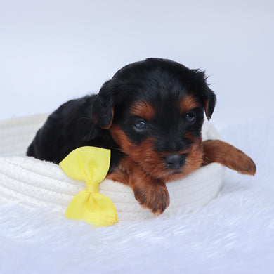 Liam - Available 10/1