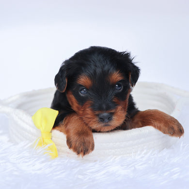 Liam - Available 10/1
