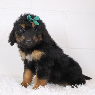 Lila - Available 1/15