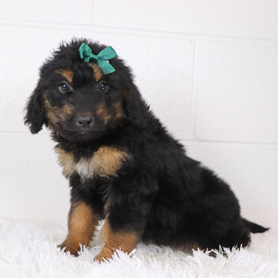 Lila - Available 1/15