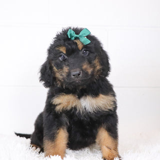 Lila - Available 1/15