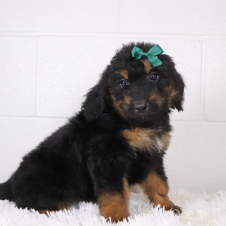 Lila - Available 1/15