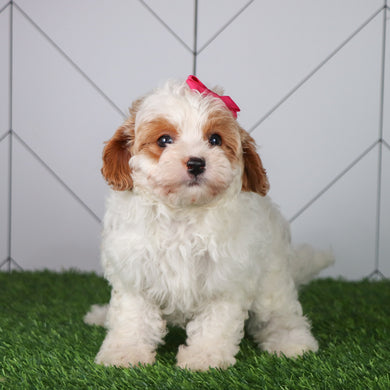 Lillian - Available Now