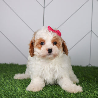 Lillian - Available Now