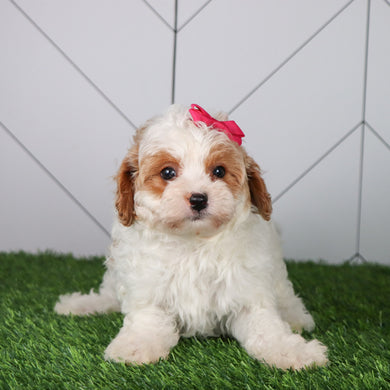 Lillian - Available Now